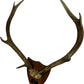 Vintage 1982 Laudale Morvern Mounted Deer Antlers Trophy Plaque (Pre-Loved)