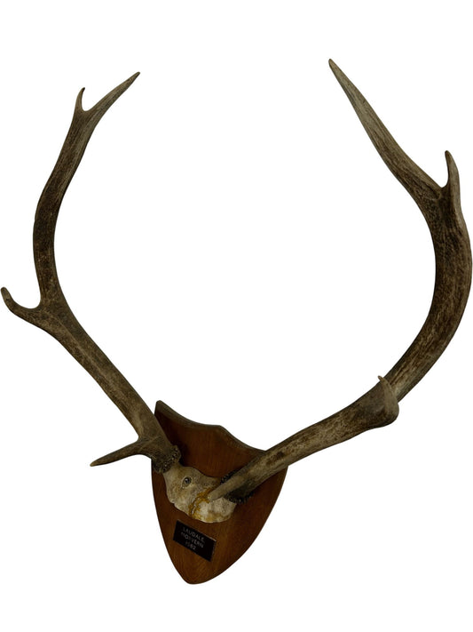Vintage 1982 Laudale Morvern Mounted Deer Antlers Trophy Plaque (Pre-Loved)