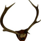 Vintage 1982 Laudale Morvern Mounted Deer Antlers Trophy Plaque (Pre-Loved)