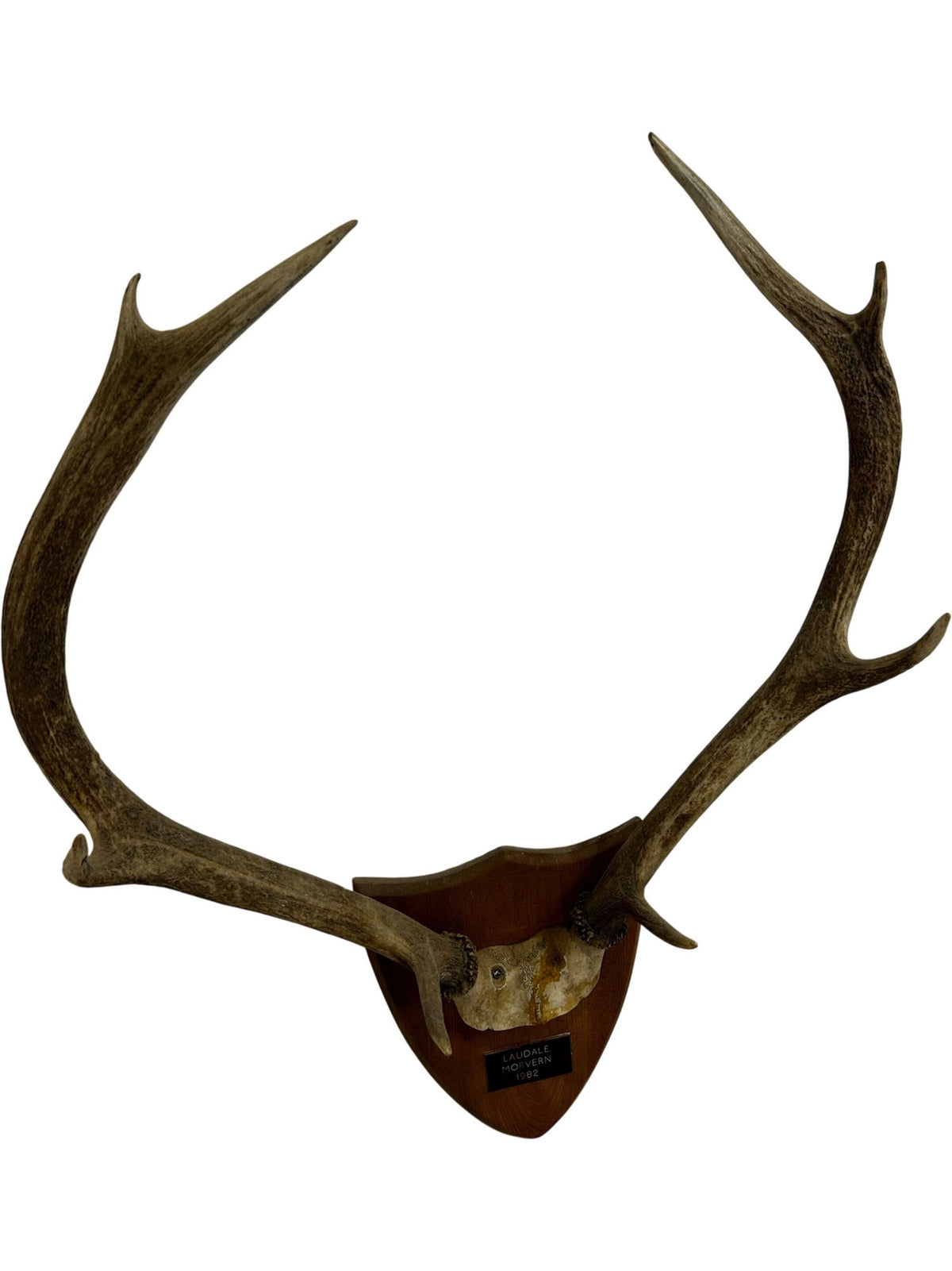 Vintage 1982 Laudale Morvern Mounted Deer Antlers Trophy Plaque (Pre-Loved)