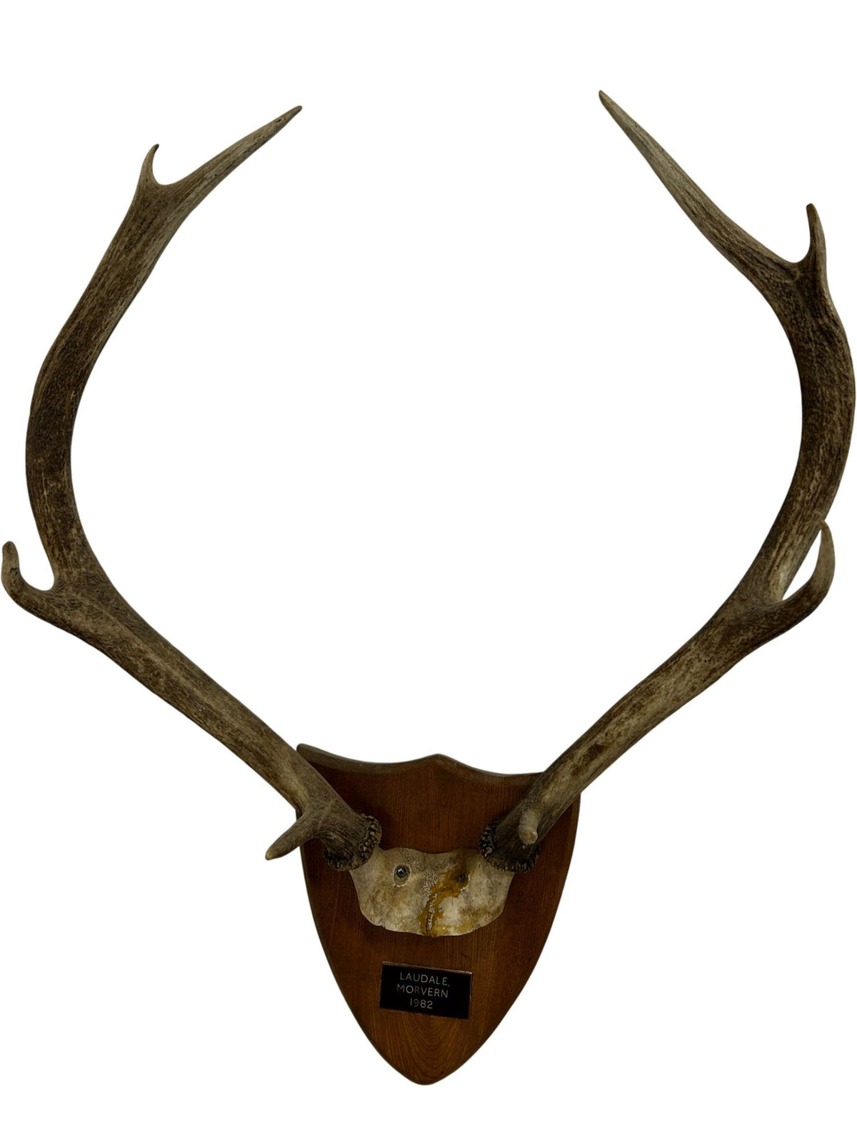 Vintage 1982 Laudale Morvern Mounted Deer Antlers Trophy Plaque (Pre-Loved)