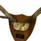 Vintage 1982 Laudale Morvern Mounted Deer Antlers Trophy Plaque (Pre-Loved)