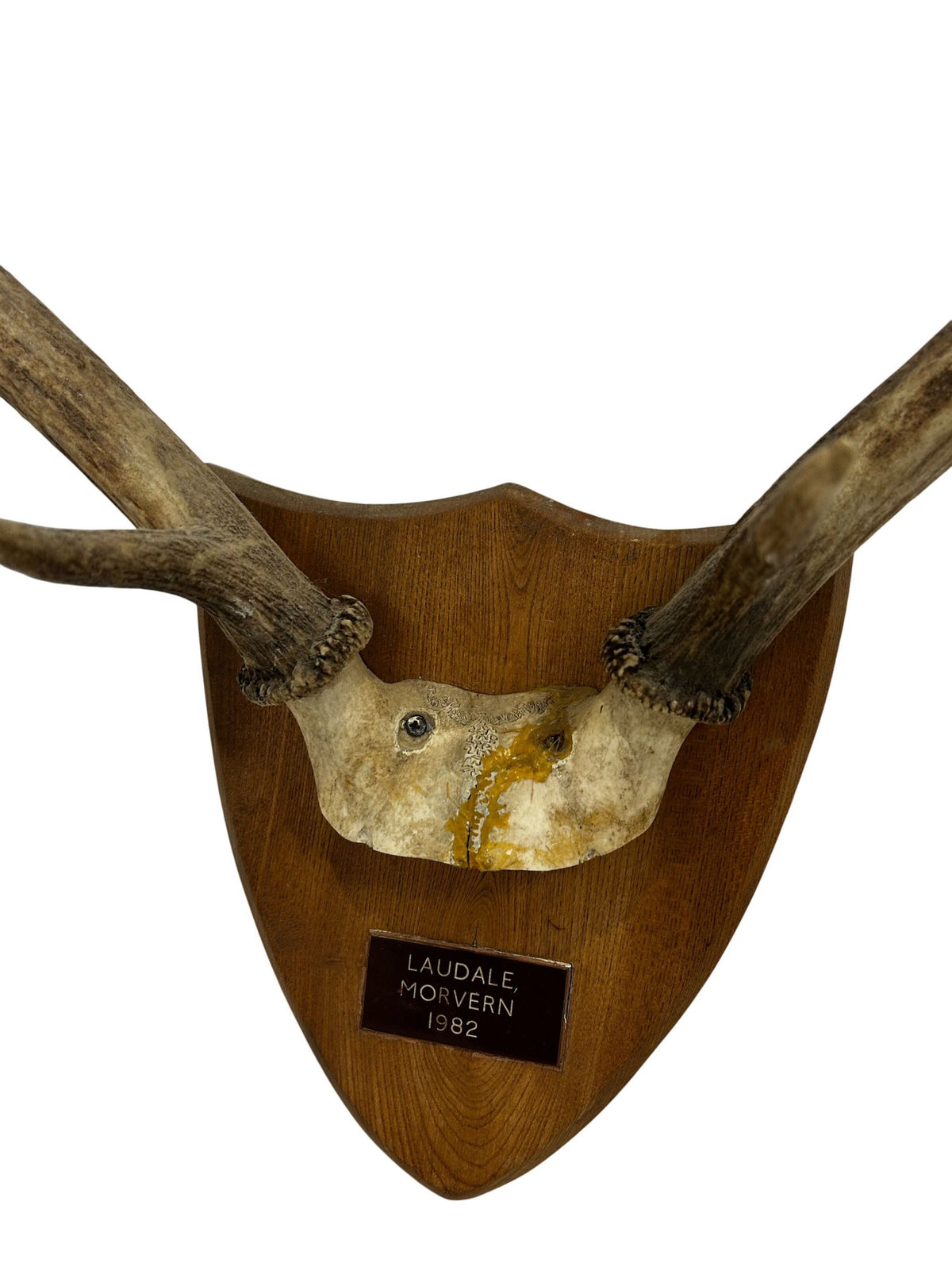 Vintage 1982 Laudale Morvern Mounted Deer Antlers Trophy Plaque (Pre-Loved)