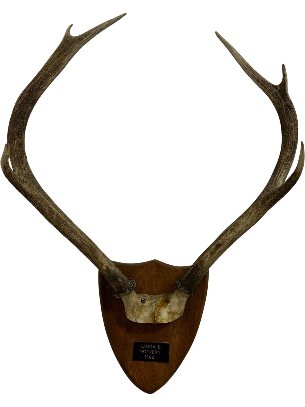 Vintage 1982 Laudale Morvern Mounted Deer Antlers Trophy Plaque (Pre-Loved)