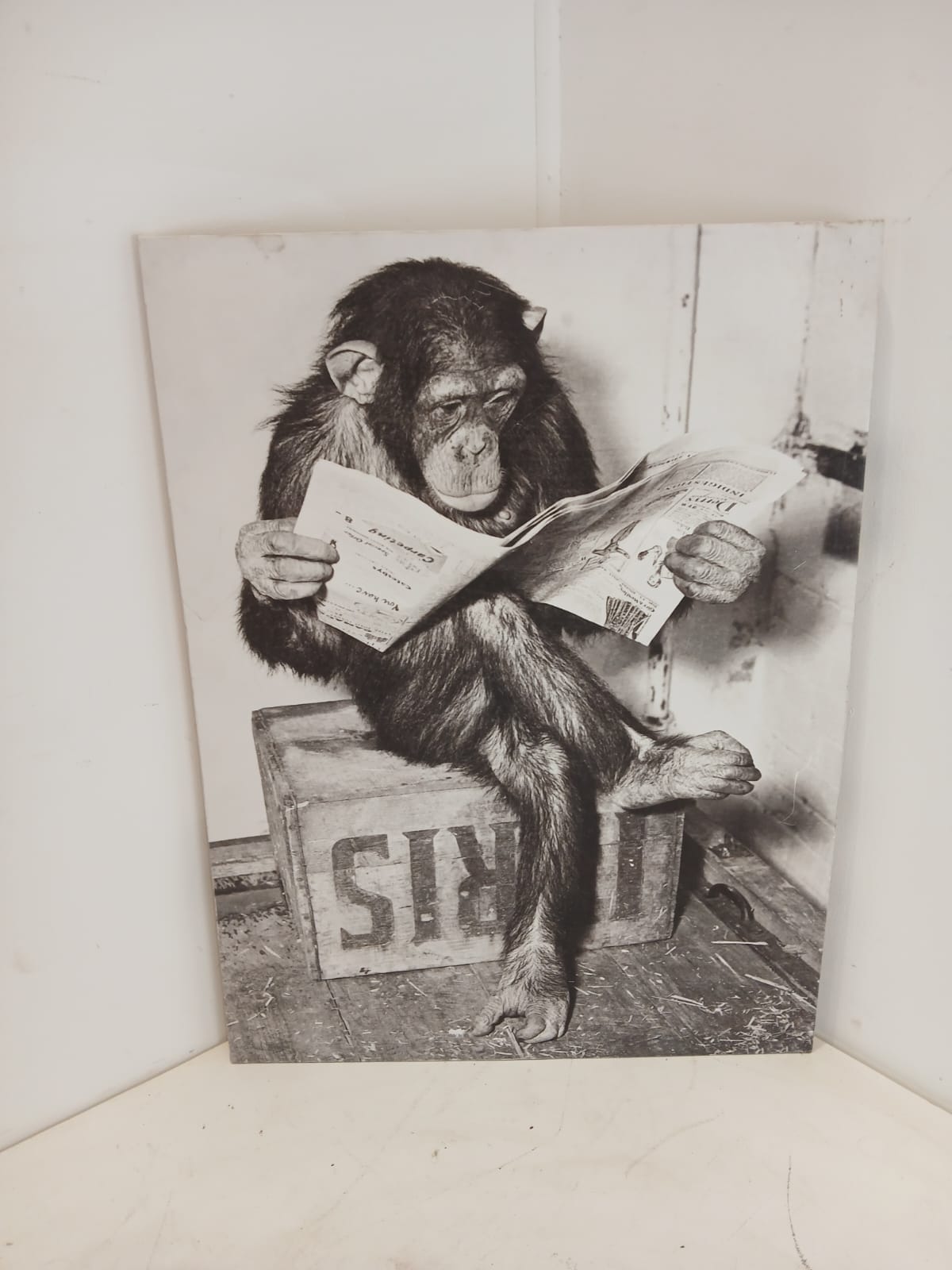 Chimpanzee Reading Newspaper Canvas (Pre-loved)